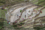Paddy Transplantation In Nepal