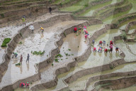 Paddy Transplantation In Nepal