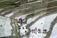 Paddy Transplantation In Nepal