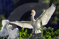 Birds In Orlando Lake