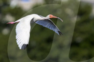 Wildlife Birds In Orlando Lake
