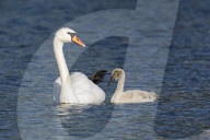 Wildlife Birds In Orlando Lake