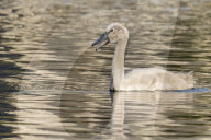 Wildlife Birds In Orlando Lake