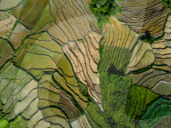 Aerial View Of Terraced Farmland In Kathmandu, Nepal.