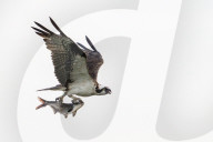 Osprey Bird Of Prey Grabs Fish