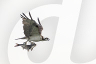 Osprey Bird Of Prey Grabs Fish