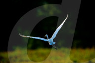 Wildlife In Ohio