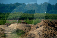 Wildlife In Ohio
