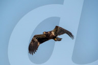 Wildlife In Ohio