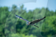 Wildlife In Ohio