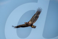 Wildlife In Ohio