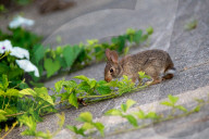 Wildlife In Ohio