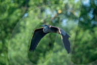 Wildlife In Ohio