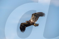 Wildlife In Ohio