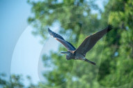 Wildlife In Ohio