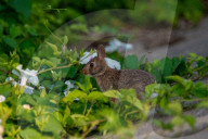 Wildlife In Ohio