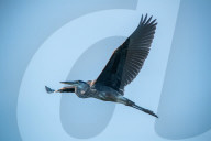Wildlife In Ohio
