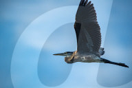 Wildlife In Ohio