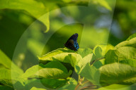 Wildlife In Ohio