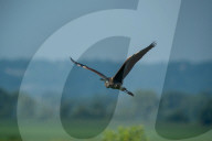 Wildlife In Ohio