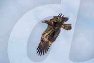 Wildlife In Ohio