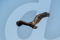 Wildlife In Ohio