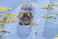 Wild Alligators In A Florida Lake