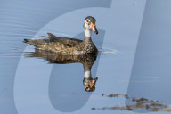 Wood Ducks In Lake Apopka Florida