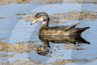 Wood Ducks In Lake Apopka Florida