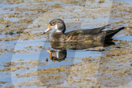 Wood Ducks In Lake Apopka Florida