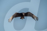 American Black Vultures In Ohio