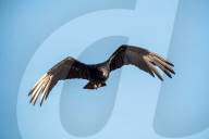 American Black Vultures In Ohio