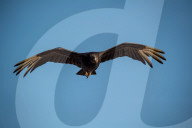 American Black Vultures In Ohio