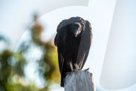 American Black Vultures In Ohio
