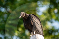 American Black Vultures In Ohio