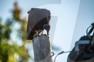 American Black Vultures In Ohio