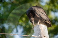 American Black Vultures In Ohio