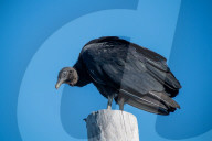 American Black Vultures In Ohio