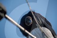 American Black Vultures In Ohio
