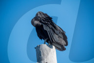 American Black Vultures In Ohio
