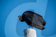 American Black Vultures In Ohio