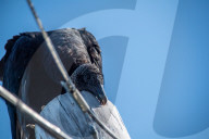American Black Vultures In Ohio