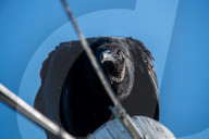 American Black Vultures In Ohio