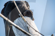 American Black Vultures In Ohio