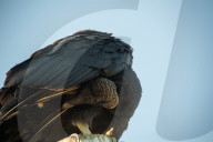 American Black Vultures In Ohio