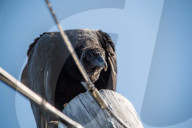 American Black Vultures In Ohio