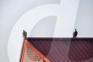 American Black Vultures In Ohio