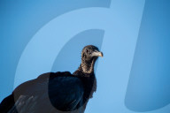 American Black Vultures In Ohio