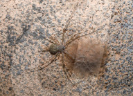 Tree Trunk Spider (Hersiliidae) Protecting Eggs - Animal India