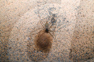 Tree Trunk Spider (Hersiliidae) Protecting Eggs - Animal India